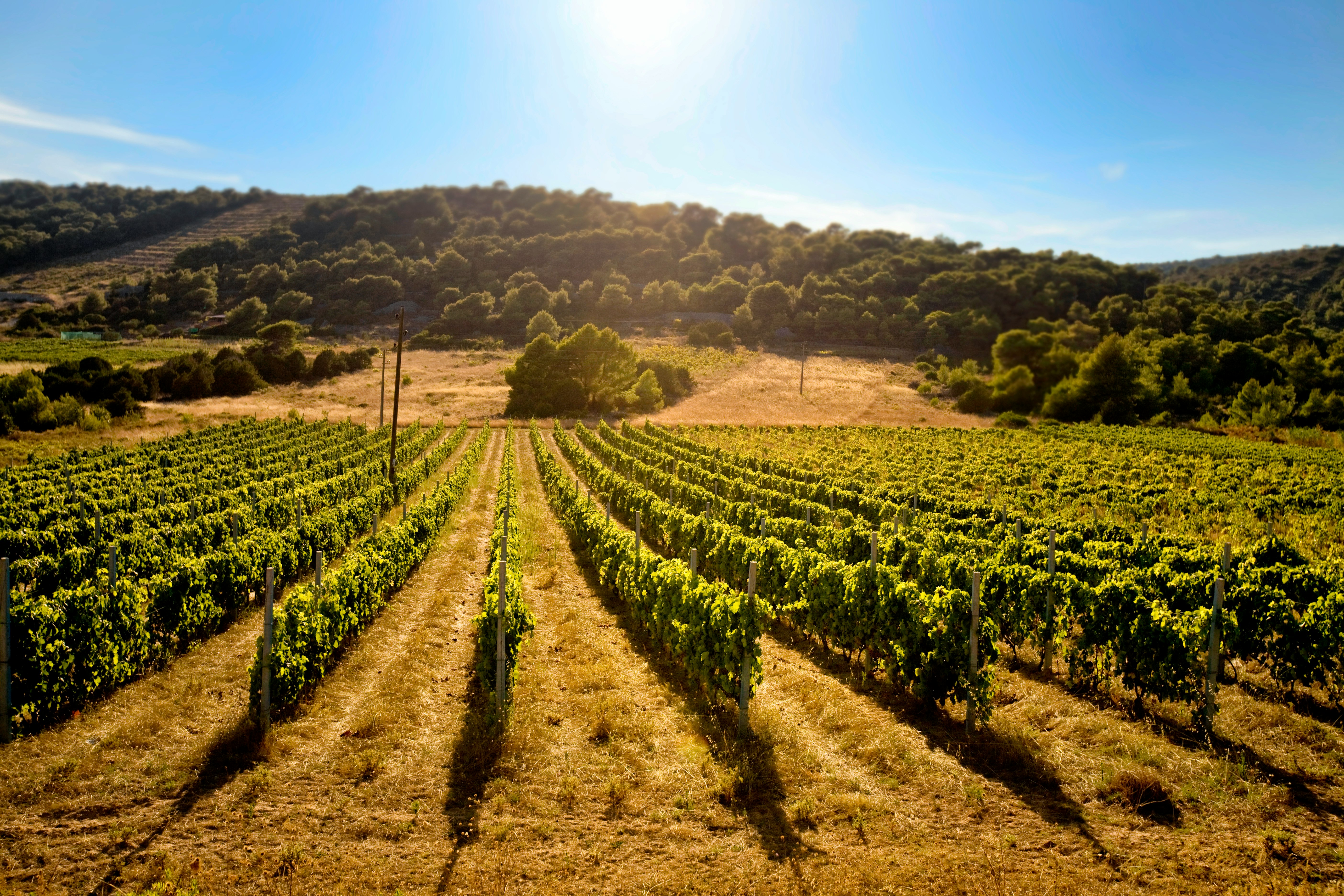 green plants on brown soil under blue sky during daytime